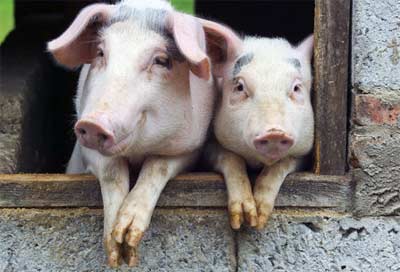 del guárico para el mundo: ¿COMEREMOS COCHINO ESTA NAVIDAD? del guárico para el mundo: ¿COMEREMOS COCHINO ESTA NAVIDAD?