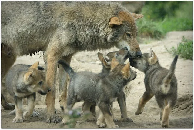LA GUARIDA DE GRAY WOLF: AYUDA A LOS LOBOS IBERICOS