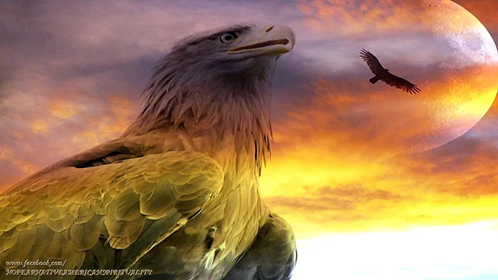 LA GUARIDA DE GRAY WOLF: LA LEYENDA DE COMO EL AGUILA HEMBRA ELIGE ...