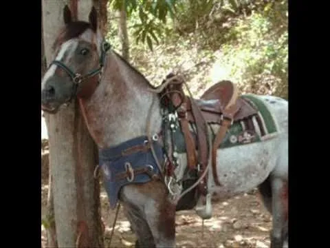 El Guasón...El caballo record en el 2010. - YouTube El Guasón...El caballo record en el 2010. - YouTube