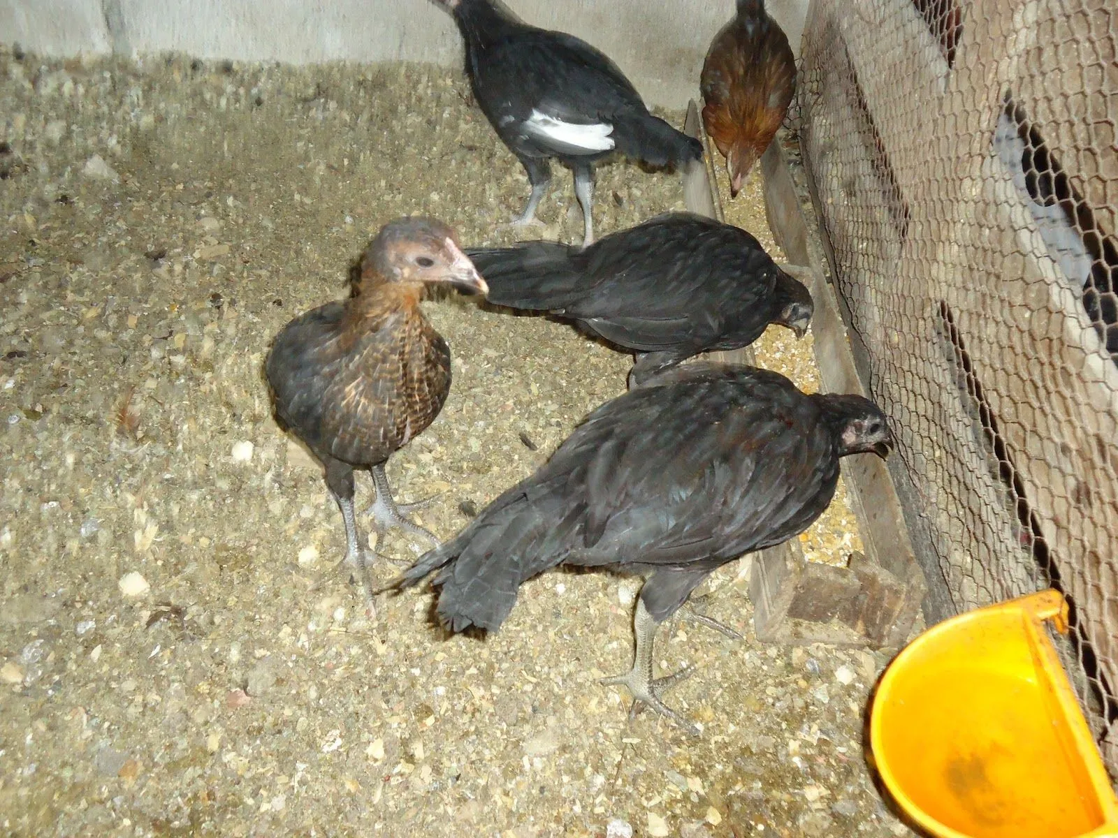 GUATEMALA GALLOS DE PELEA: CRUZES Y POLLADAS