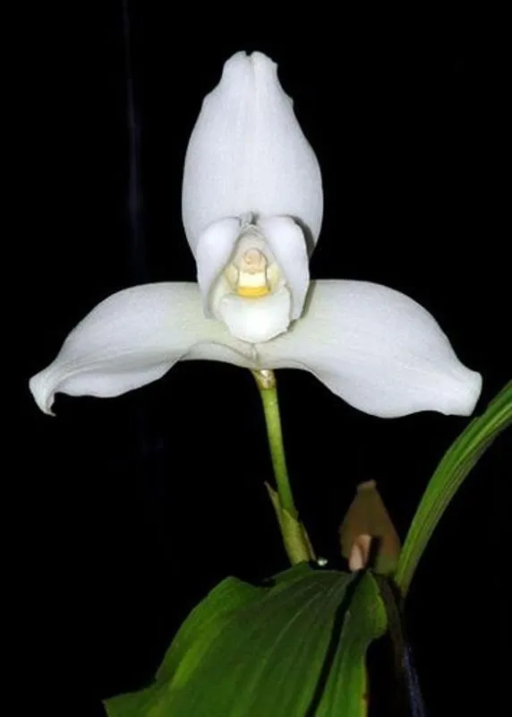 Guatemala - Monja Blanca