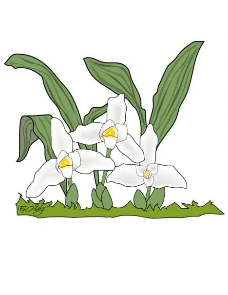 Guatemalan Monja Blanca para colorear #Guatemala national flower ... Guatemalan Monja Blanca para colorear #Guatemala national flower ...