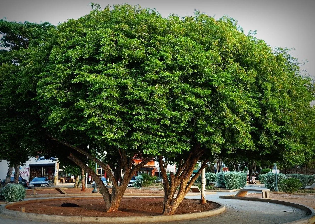 El Guayacán siempre luce vestido de verde - Haiman El Troudi El Guayacán siempre luce vestido de verde - Haiman El Troudi