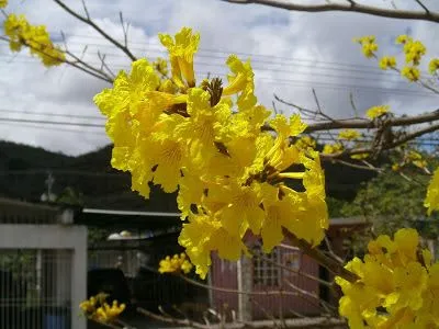 Guayana: Eje Sur Upata Santa Elena de Uairén
