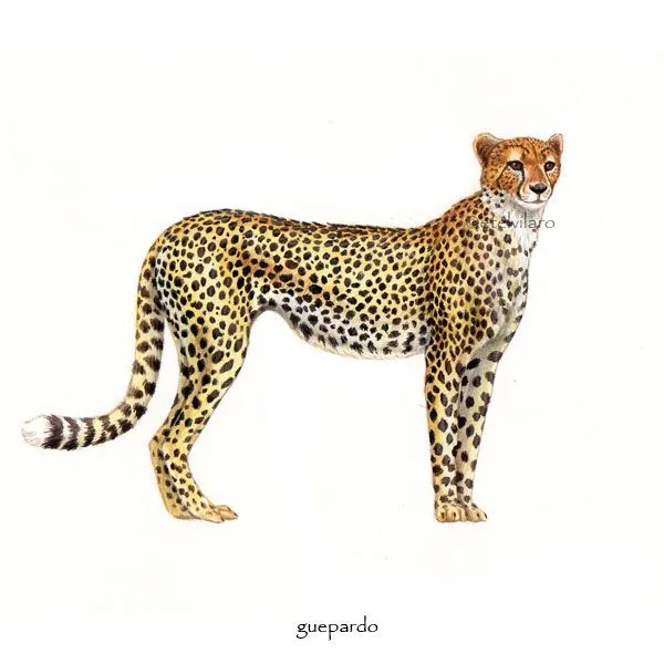 Naturalista – animales | Etel Vilaró