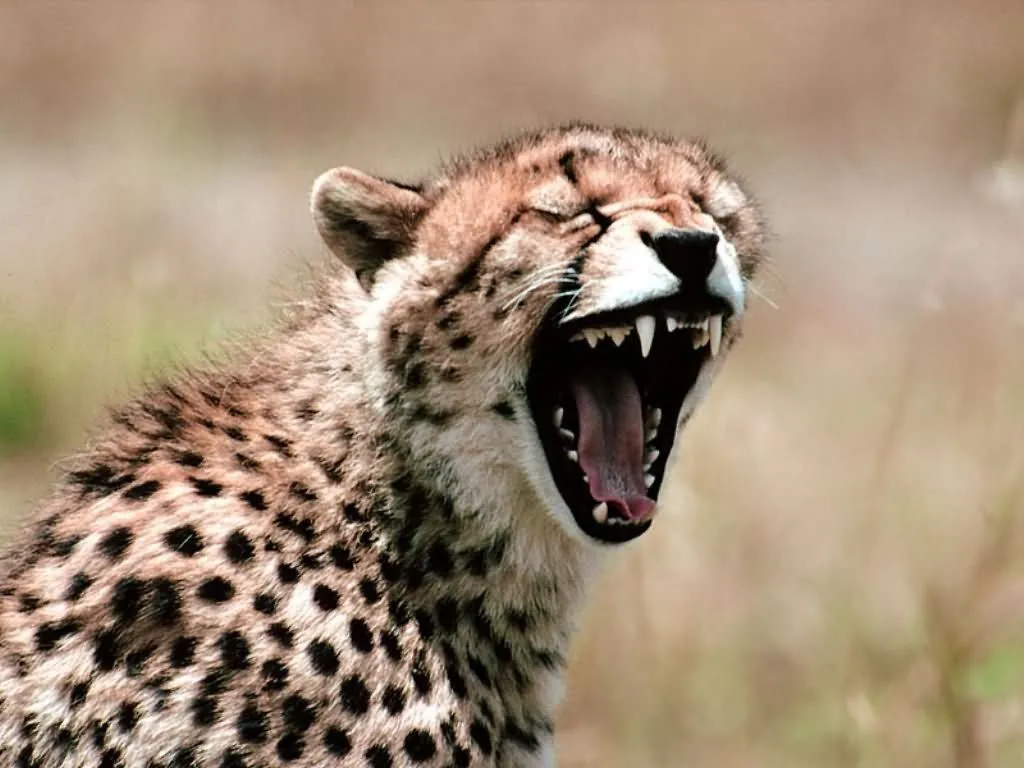 El guepardo no puede rujir, a diferencia de otros grandes felinos, en ... El guepardo no puede rujir, a diferencia de otros grandes felinos, en ...