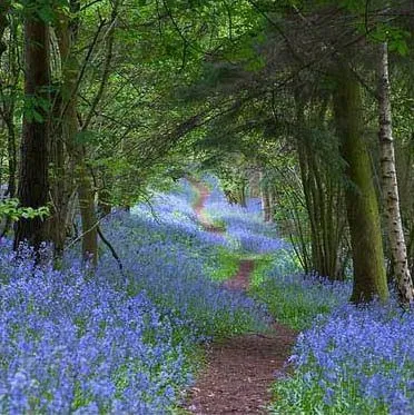 El Arpa Mágica: enero 2011