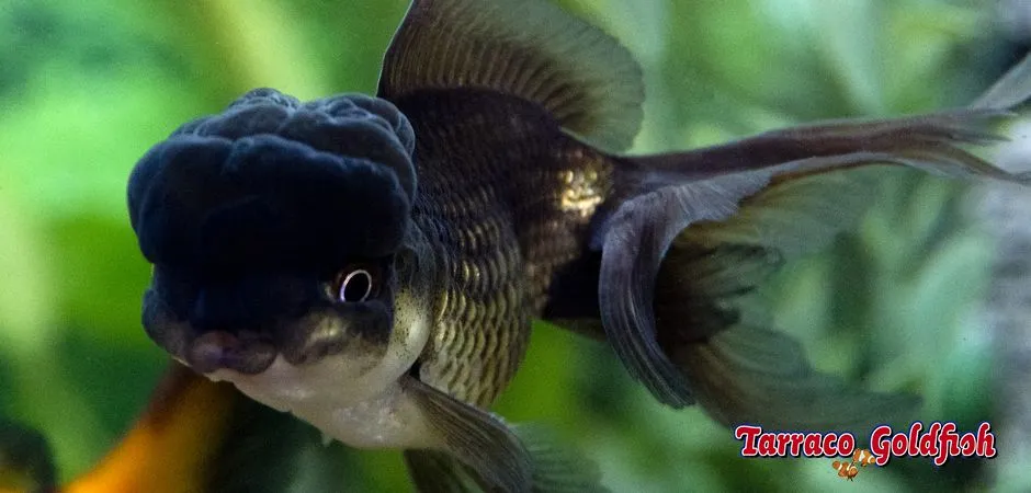 Guia: Acuarios de agua fría | Tarraco Goldfish Guia: Acuarios de agua fría | Tarraco Goldfish