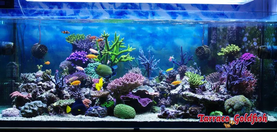 Guía: Acuarios de agua marina | Tarraco Goldfish Guía: Acuarios de agua marina | Tarraco Goldfish