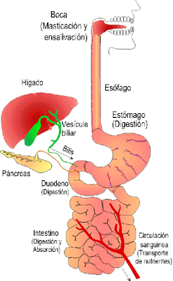 Guía de Alimentación y Salud UNED: Guía de nutrición > El proceso ...