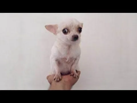 Guía: Aprende a Identificar un Autentico Chihuahua de Bolsillo Guía: Aprende a Identificar un Autentico Chihuahua de Bolsillo