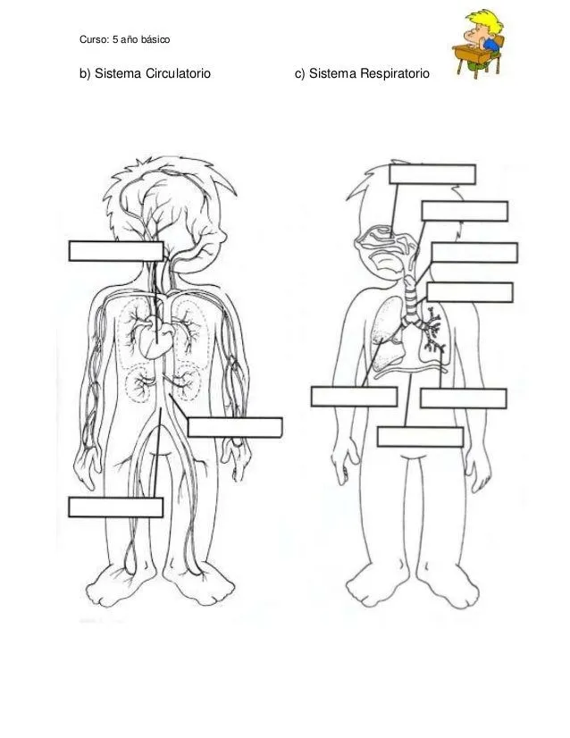 Guía de aprendizaje sistemas del cuerpo humano Guía de aprendizaje sistemas del cuerpo humano