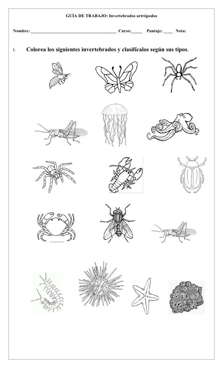 Guia clase n° 2 tipos invertebrados