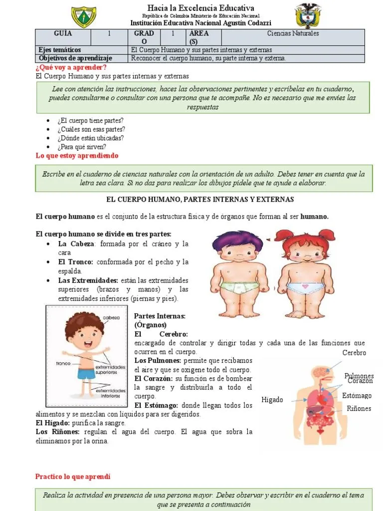 Guia 1 Cuerpo Humano. | PDF | Cuerpo humano | Corazón Guia 1 Cuerpo Humano. | PDF | Cuerpo humano | Corazón