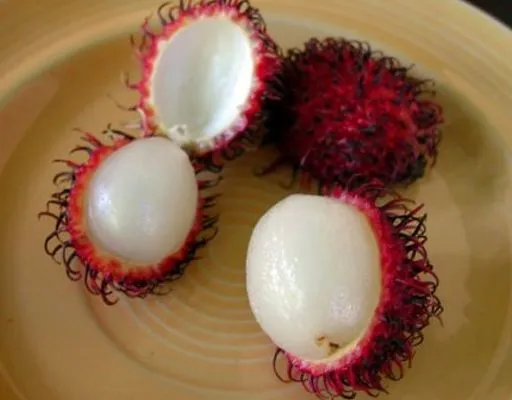 GUÍA DE FRUTAS EXÓTICAS Y TROPICALES - La Casa Maygica