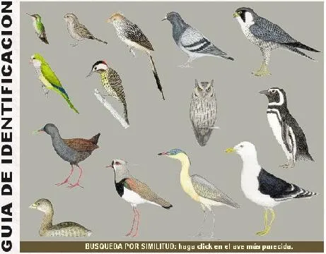 GUIA DE IDENTIFICACION DE AVES POR SIMILITUD | AVES DE TU ZONA ...