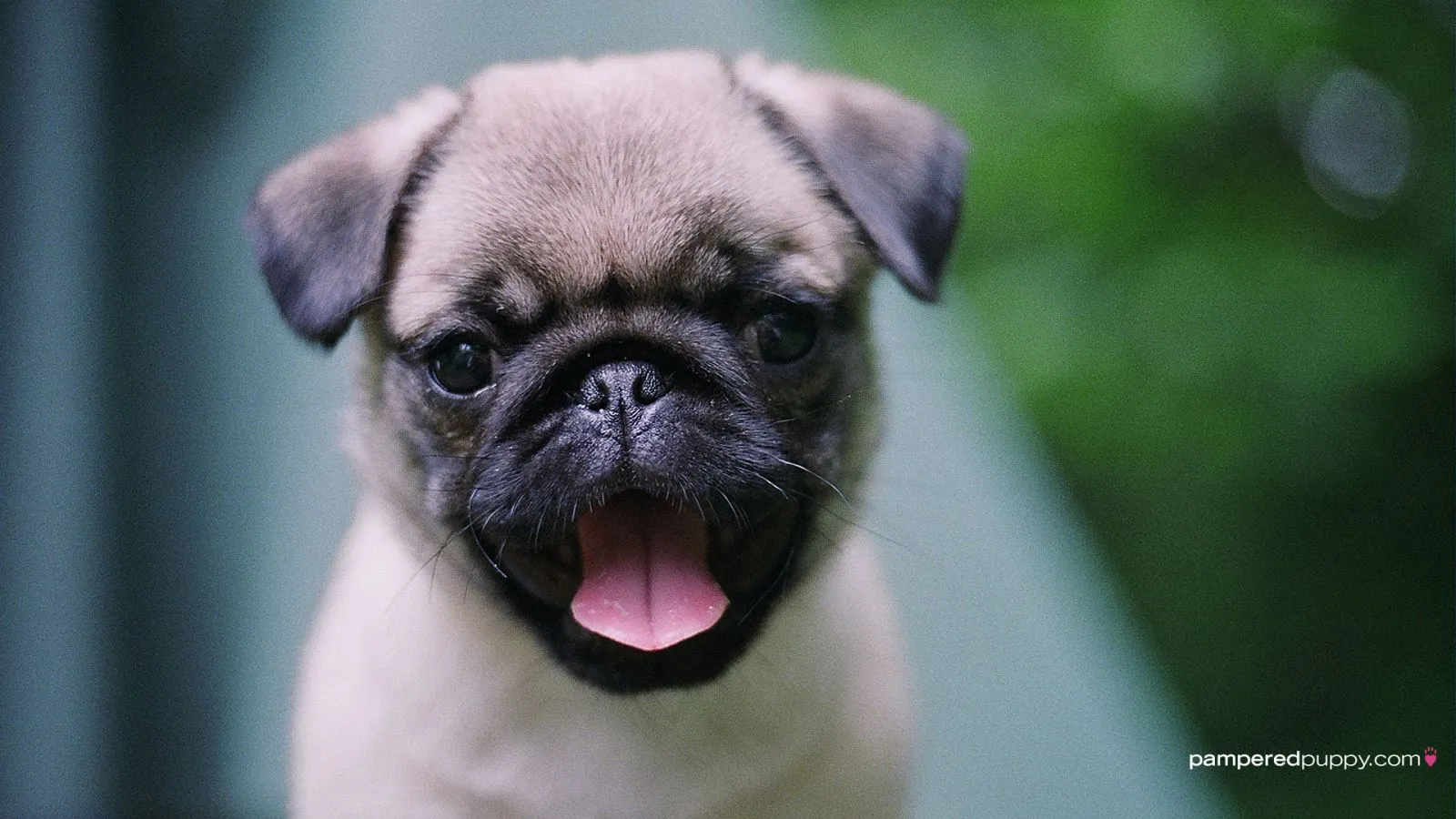 Guía para primeros padres - Perros PugPerros Pug Guía para primeros padres - Perros PugPerros Pug