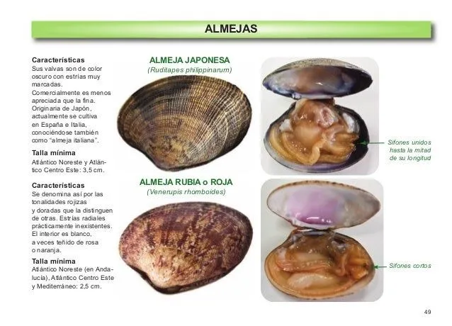 Guia pescado y mariscos 2 edicion 2014 Guia pescado y mariscos 2 edicion 2014