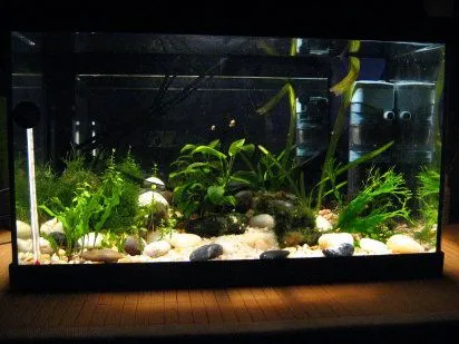 Guía para el principiante en acuarios de agua dulce (I) | Cuidar ...