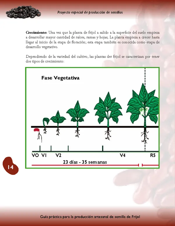 Guía de producción artesanal de semilla de frijol - Monografias.com Guía de producción artesanal de semilla de frijol - Monografias.com
