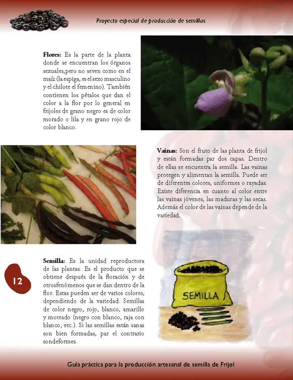 Guía de producción artesanal de semilla de frijol - Monografias.com Guía de producción artesanal de semilla de frijol - Monografias.com