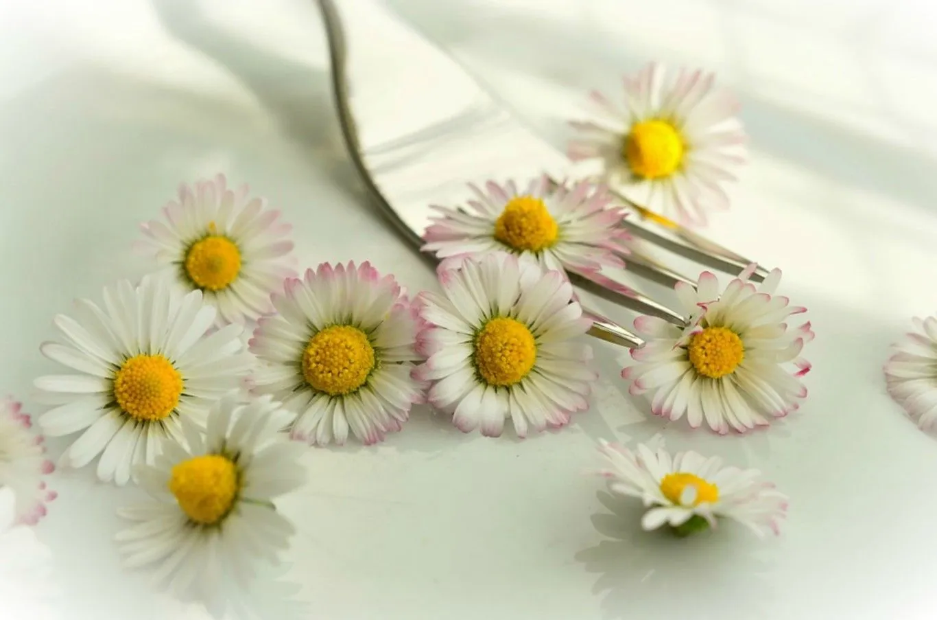 Guía rápida de las flores comestibles de la A a la Z Guía rápida de las flores comestibles de la A a la Z