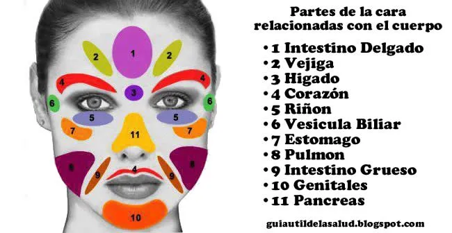 Guía útil de la Salud: Partes de la cara relacionadas con el cuerpo