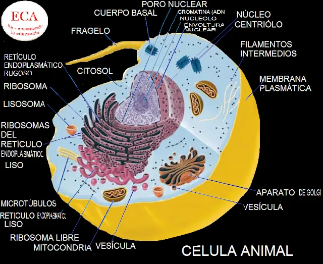 Guillermo Grass : LA CÉLULA