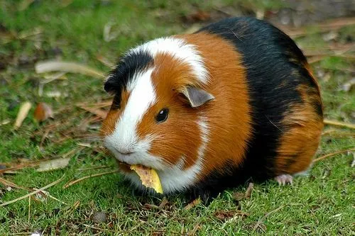 Guinea pig, conejillo de indias, coballo, quiz. Tantos nombres ... Guinea pig, conejillo de indias, coballo, quiz. Tantos nombres ...
