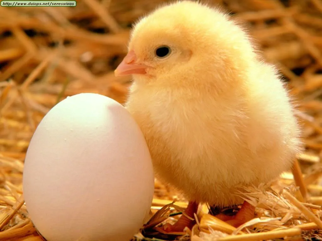 Gundhramns Hammer: LOS POLLOS HUMANOS: UNA PELICULA DE HUEVOS Gundhramns Hammer: LOS POLLOS HUMANOS: UNA PELICULA DE HUEVOS