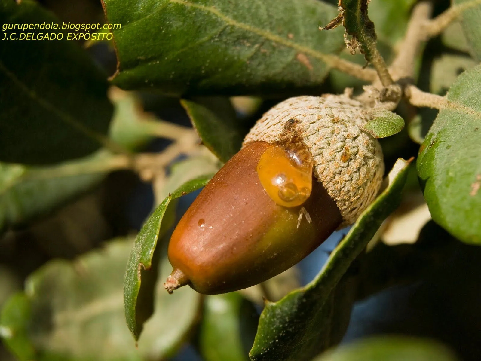 gurupendola: MIEL DE BELLOTA