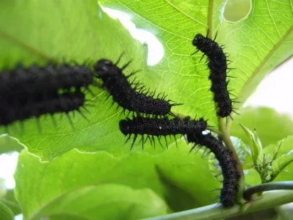 gusanos (3) | Cuidar de tus plantas es facilisimo.com gusanos (3) | Cuidar de tus plantas es facilisimo.com