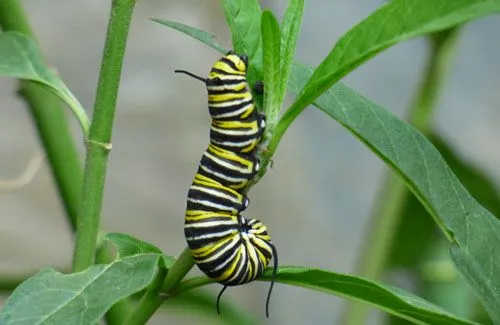 Estos gusanos te demostrarán lo maravillosa que es la naturaleza ... Estos gusanos te demostrarán lo maravillosa que es la naturaleza ...