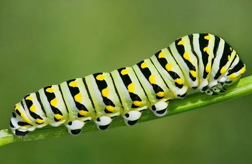 Estos gusanos te demostrarán lo maravillosa que es la naturaleza ... Estos gusanos te demostrarán lo maravillosa que es la naturaleza ...
