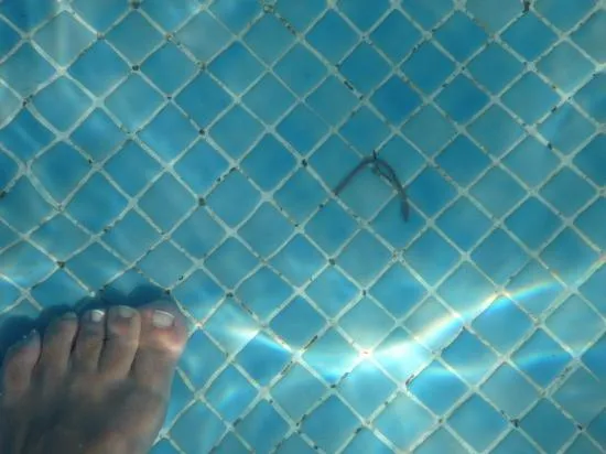 más gusanos en el fondo de la piscina infantil - Picture of ... más gusanos en el fondo de la piscina infantil - Picture of ...