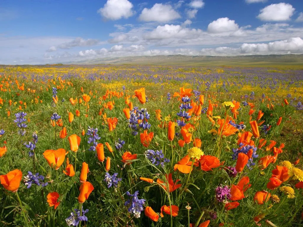 Me gusta que me regalen flores ♥. Hermosas flores. - Taringa! Me gusta que me regalen flores ♥. Hermosas flores. - Taringa!