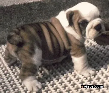 Te gustan los Perritos?... Si es asi Entra! ( imagenes ) - Taringa!