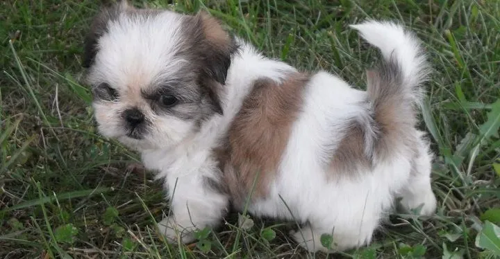 Te gustan los Shih Tzu..? - Alacucha.com