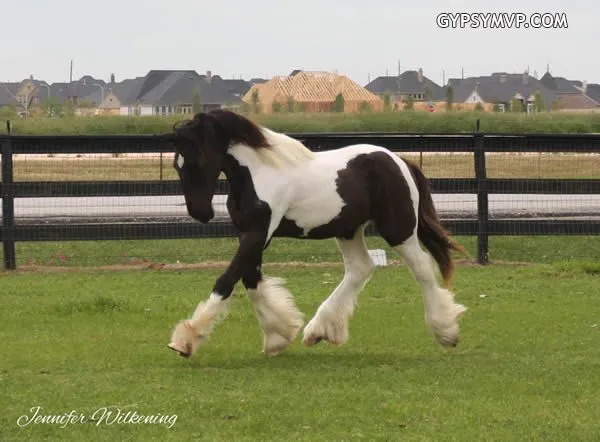 gypsy-vanner-colt-1.jpg