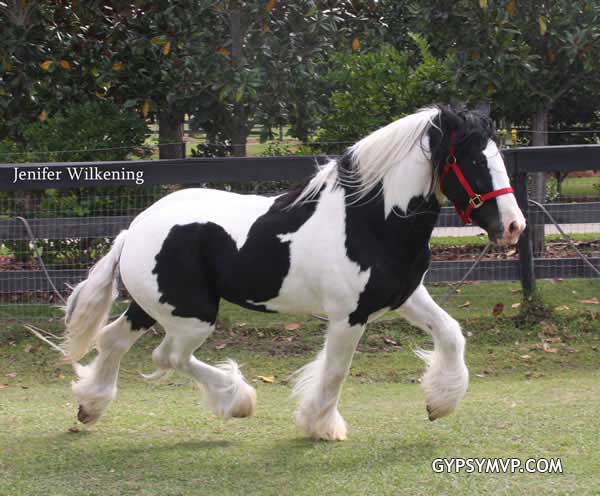 Los caballos Gypsy Vanner para la venta | Sementales | Pinto | Cielo Los caballos Gypsy Vanner para la venta | Sementales | Pinto | Cielo