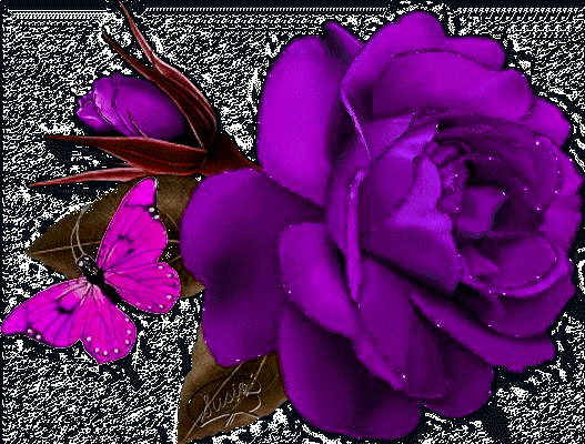 Fotos de rosas color violeta - Imagui