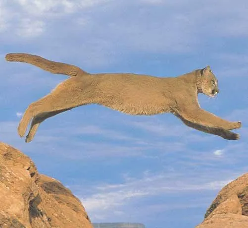 ... h06ytd6j.jpg&error=0 http://www.google.cl/search?hl=es&q=puma&meta ... h06ytd6j.jpg&error=0 http://www.google.cl/search?hl=es&q=puma&meta