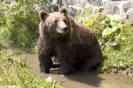 Hábitat y distribución de los osos » OSOPEDIA Hábitat y distribución de los osos » OSOPEDIA