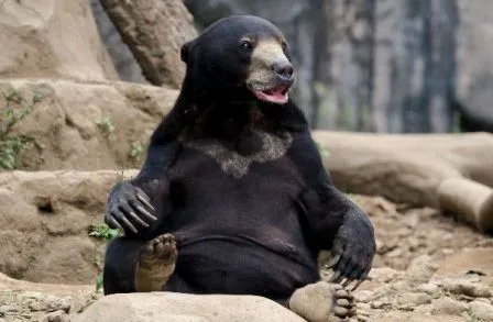 Hábitat y distribución de los osos » OSOPEDIA Hábitat y distribución de los osos » OSOPEDIA