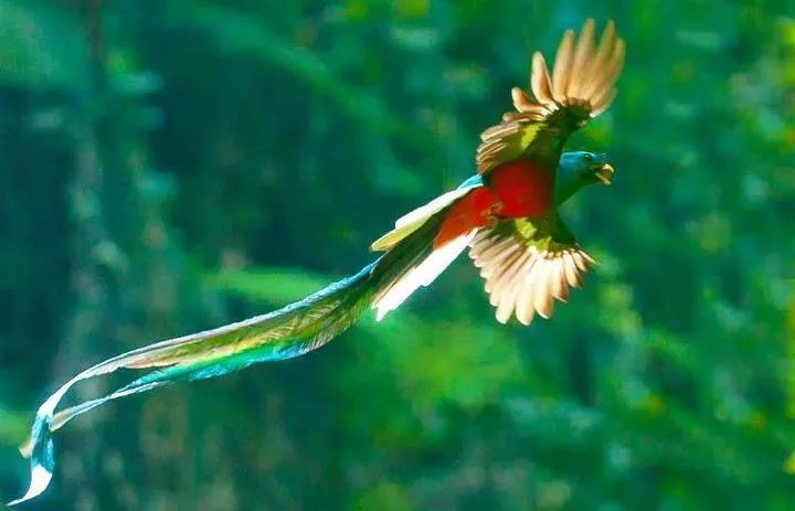 Hábitos: | El Quetzal: Pharomachrus moccino Hábitos: | El Quetzal: Pharomachrus moccino