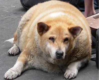 Hablando de perros... ~ El mostro naranja