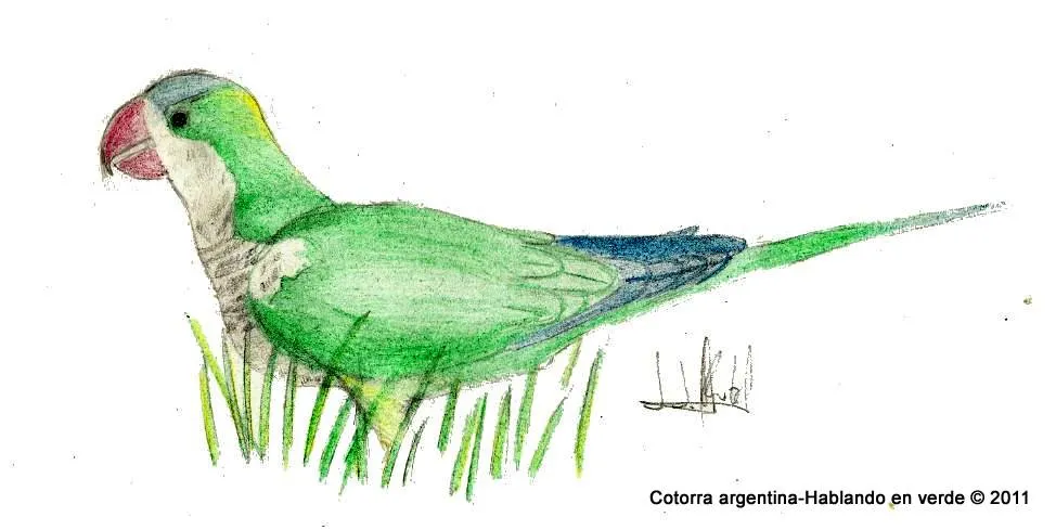 Hablando en verde: Curso de dibujo zoológico-SEO Alectoris Hablando en verde: Curso de dibujo zoológico-SEO Alectoris