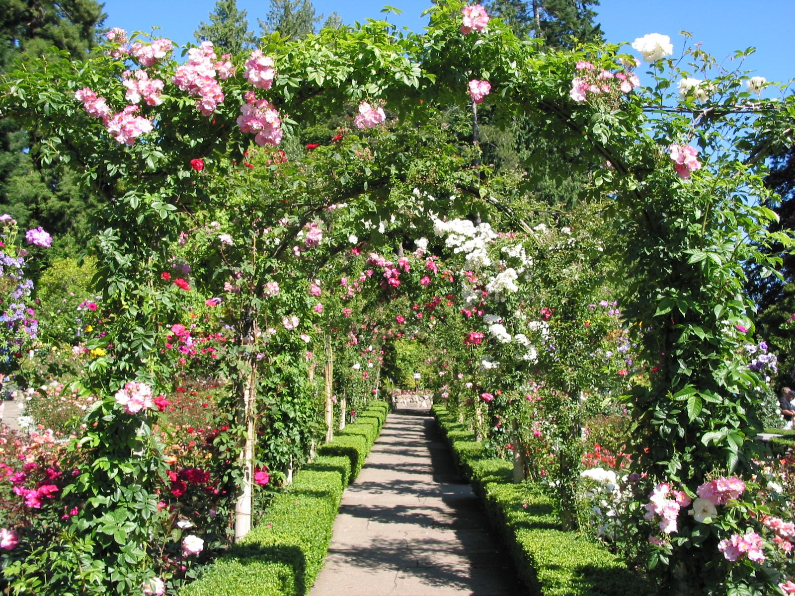 Rosas, Lirios, Sakura - Taringa!