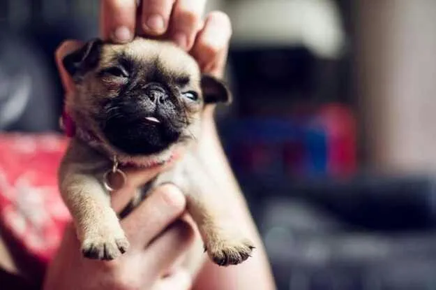 Pugs on Pinterest | Pugs, Pug Puppies and Baby Pugs